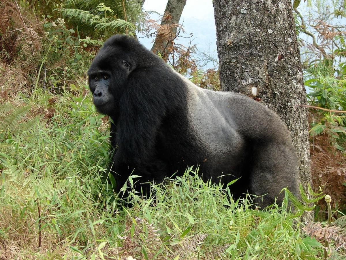 Clouds Mountain Gorilla Lodge Kisoro Exteriör bild